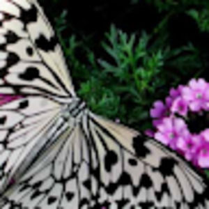 Meet your Posher, Arielle